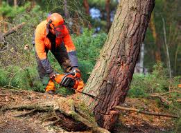 Soil Testing and Treatment in Fobes Hill, WA